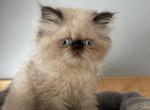 Seal point Himalayan exotic longhair persian boy - Himalayan Kitten For Sale - Little Egg Harbor Township, NJ, US