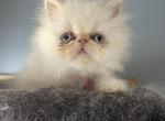 Flame point Himalayan persian girl pink ribbon - Himalayan Kitten For Sale - Little Egg Harbor Township, NJ, US