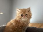 Red and white tabby persian boy - Persian Kitten For Sale - Little Egg Harbor Township, NJ, US