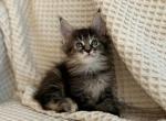 Fiona - Maine Coon Kitten For Sale - Philadelphia, PA, US