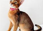 Kitten B Litter 3 - Abyssinian Kitten For Sale - Brooklyn, NY, US