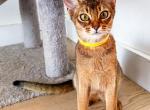 Kitten D Litter 3 - Abyssinian Kitten For Sale - 