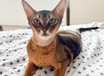 Kitten D Litter 2 - Abyssinian Kitten For Sale - Brooklyn, NY, US