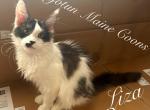 Liza - Maine Coon Kitten For Sale - Greensburg, IN, US