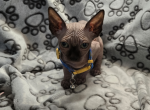 MoJo - Sphynx Kitten For Sale - Denver, CO, US