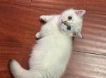 Dwarfy the Munchkin Scottish Straight - Munchkin Kitten For Sale - 