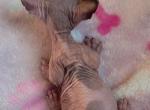 Sphynx spotted Pittsburgh Columbus Cleveland - Sphynx Kitten For Sale - New Castle, PA, US