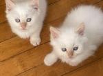 Flame point - Balinese Kitten For Sale - Worcester, MA, US