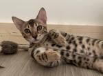 Emmy - Bengal Kitten For Sale - Crestline, CA, US