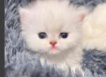 Princess - Persian Kitten For Sale - Discovery Bay, CA, US