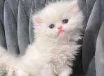 Prince - Persian Kitten For Sale - Discovery Bay, CA, US