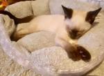 Siamese - Siamese Kitten For Sale - 