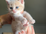 Momo - Scottish Straight Kitten For Sale - 