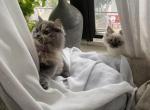 Himalayan Kittens - Himalayan Kitten For Sale - New York, NY, US