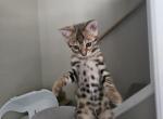 Elsa - Bengal Kitten For Sale - Monroe, NC, US