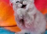 Jersey - Ragdoll Kitten For Sale - Phoenix, AZ, US