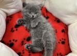 Nora - Scottish Straight Kitten For Sale - 