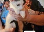 Purrie - Polydactyl Kitten For Adoption - 