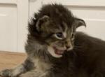 tiger three - Maine Coon Kitten For Sale - 