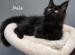 Lennox - Maine Coon Kitten For Sale - Bidwell, OH, US