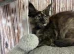 Alora - Maine Coon Kitten For Sale - Brighton, CO, US