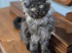 Quincy - Maine Coon Kitten For Sale - Bidwell, OH, US