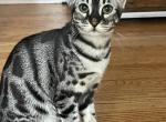 YUMIKO - Bengal Cat For Sale - Salem, OR, US