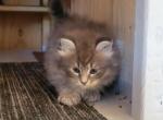 Timmy - Maine Coon Kitten For Sale - Westfield, MA, US