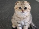 Cutie - Scottish Fold Kitten For Sale - 