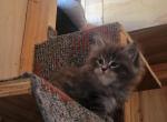 Dominic - Maine Coon Kitten For Sale - Westfield, MA, US