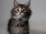 Luna - Maine Coon Kitten For Sale - Great Falls, VA, US