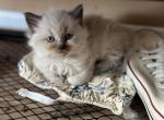 Himalayan kittens - Himalayan Kitten For Sale - Bealeton, VA, US