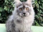 Marshmela - Maine Coon Kitten For Sale - Brighton, CO, US