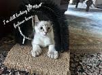 Hyland Lynx Kittens orange & seal point - Highlander Kitten For Sale - Irvine, CA, US