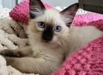 Spayed microchipped immunized delivered - Balinese Kitten For Sale - Jordanville, NY, US