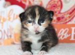 Charlotte - Domestic Kitten For Sale - Kansas City, MO, US