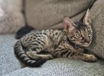 F3 miss pink - Savannah Kitten For Sale - 