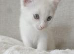 Mary's kitten's - Manx Kitten For Sale - Rural Retreat, VA, US