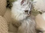 Laya smoke silver tabby persian - Persian Kitten For Sale - St. Joseph, MI, US