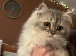 Luke smoke silver tabby Persian - Persian Kitten For Sale - St. Joseph, MI, US