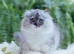 Peach - Scottish Fold Kitten For Sale - Setauket- East Setauket, NY, US