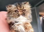 Cfa Brown tabby - Persian Cat For Sale - Woodburn, IN, US