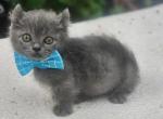 Diamonds elf munchkin boy - Munchkin Kitten For Sale - 