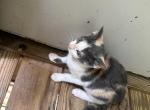 Pauline - Domestic Kitten For Sale - 