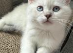 Female Blue point British Shorthair - British Shorthair Kitten For Sale - Gurnee, IL, US