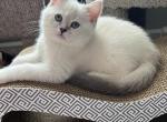 Female Blue point British Shorthair - British Shorthair Kitten For Sale - 