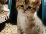 Jackpot - British Shorthair Kitten For Sale - 