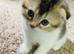 Jessica - Scottish Fold Kitten For Sale - 