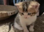 Jazzy - British Shorthair Kitten For Sale - WI, US