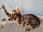 Vincent - Bengal Kitten For Sale - Miami, FL, US